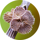 Komplex PF SC-GLUCAN